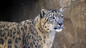 Preview wallpaper snow leopard, muzzle, predator