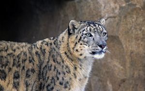 Preview wallpaper snow leopard, muzzle, predator