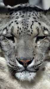 Preview wallpaper snow leopard, muzzle, sleep, predator, big cat