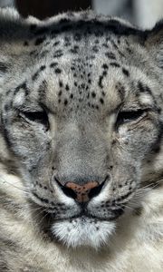 Preview wallpaper snow leopard, muzzle, sleep, predator, big cat