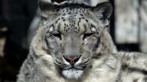 Preview wallpaper snow leopard, muzzle, sleep, predator, big cat