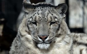 Preview wallpaper snow leopard, muzzle, sleep, predator, big cat