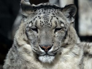 Preview wallpaper snow leopard, muzzle, sleep, predator, big cat