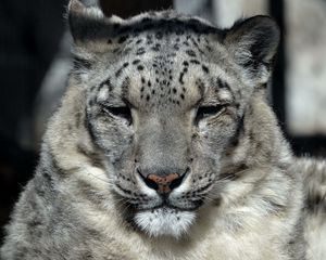 Preview wallpaper snow leopard, muzzle, sleep, predator, big cat