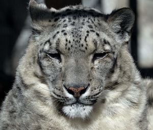 Preview wallpaper snow leopard, muzzle, sleep, predator, big cat