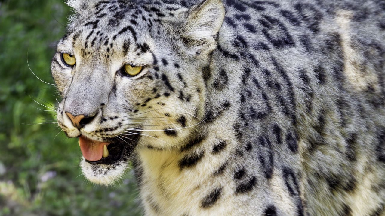 Wallpaper snow leopard, paw, predator, big cat, protruding tongue hd ...