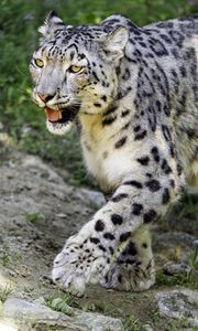 Preview wallpaper snow leopard, paw, predator, big cat, protruding tongue