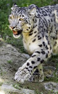 Preview wallpaper snow leopard, paw, predator, big cat, protruding tongue