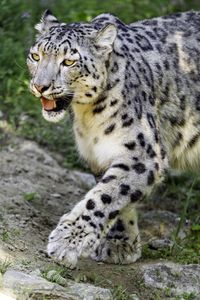 Preview wallpaper snow leopard, paw, predator, big cat, protruding tongue