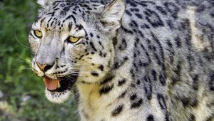 Preview wallpaper snow leopard, paw, predator, big cat, protruding tongue