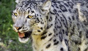 Preview wallpaper snow leopard, paw, predator, big cat, protruding tongue