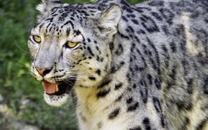 Preview wallpaper snow leopard, paw, predator, big cat, protruding tongue