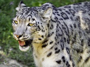 Preview wallpaper snow leopard, paw, predator, big cat, protruding tongue