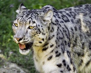 Preview wallpaper snow leopard, paw, predator, big cat, protruding tongue