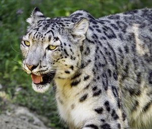 Preview wallpaper snow leopard, paw, predator, big cat, protruding tongue