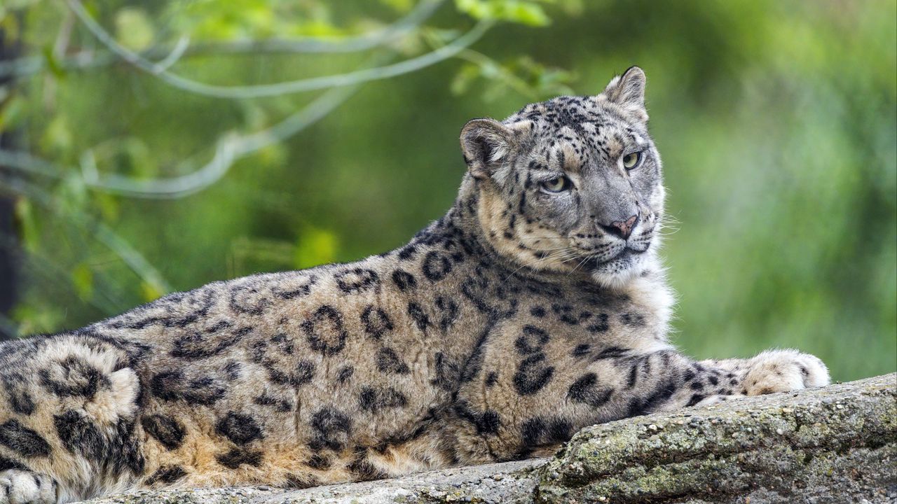 Wallpaper snow leopard, posture, animal, predator, wild, nature