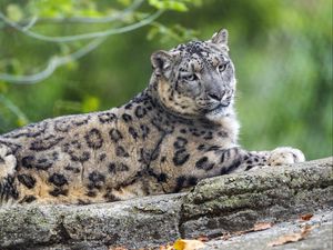 Preview wallpaper snow leopard, posture, animal, predator, wild, nature