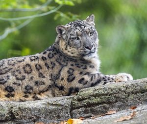Preview wallpaper snow leopard, posture, animal, predator, wild, nature