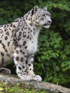 Preview wallpaper snow leopard, posture, animal, predator, wild, nature, log