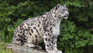 Preview wallpaper snow leopard, posture, animal, predator, wild, nature, log