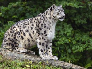 Preview wallpaper snow leopard, posture, animal, predator, wild, nature, log