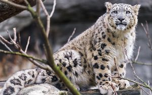Preview wallpaper snow leopard, posture, animal, predator, log, wild, nature