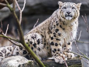 Preview wallpaper snow leopard, posture, animal, predator, log, wild, nature
