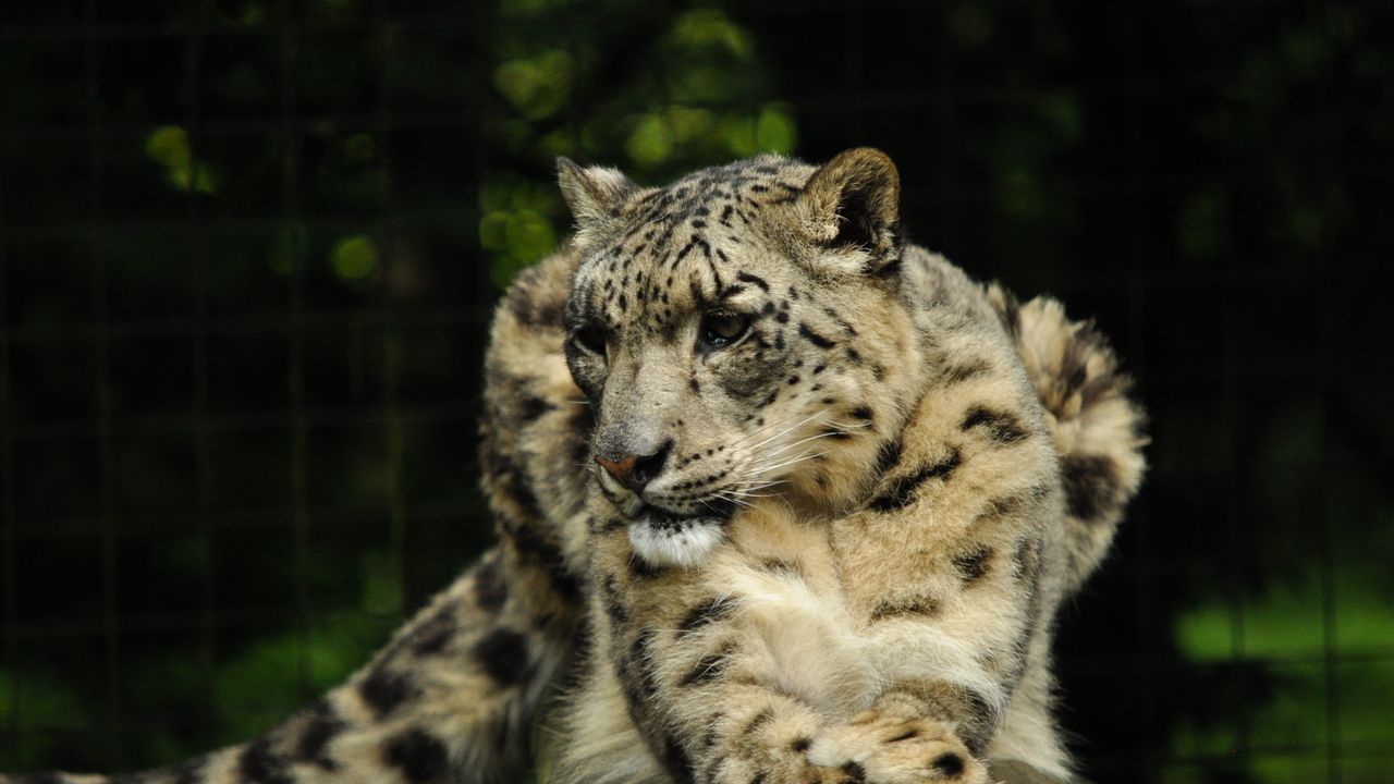 Wallpaper snow leopard, predator, animal, big cat, pose