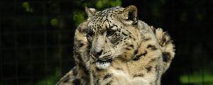 Preview wallpaper snow leopard, predator, animal, big cat, pose