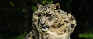 Preview wallpaper snow leopard, predator, animal, big cat, pose