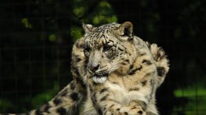 Preview wallpaper snow leopard, predator, animal, big cat, pose