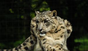 Preview wallpaper snow leopard, predator, animal, big cat, pose