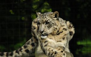 Preview wallpaper snow leopard, predator, animal, big cat, pose