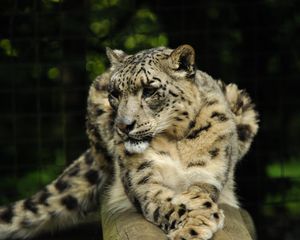 Preview wallpaper snow leopard, predator, animal, big cat, pose