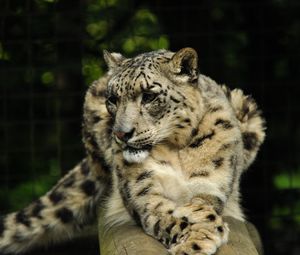 Preview wallpaper snow leopard, predator, animal, big cat, pose