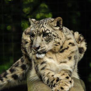 Preview wallpaper snow leopard, predator, animal, big cat, pose