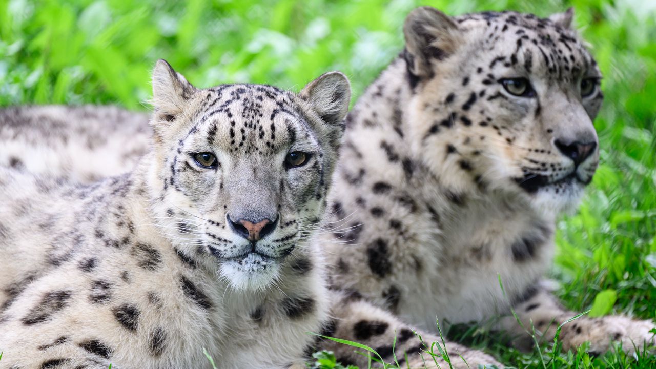 1280x720 Wallpaper snow leopard, predator, animal, spots, fur, glance
