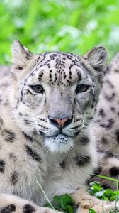 Preview wallpaper snow leopard, predator, animal, spots, fur, glance