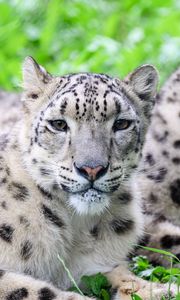 Preview wallpaper snow leopard, predator, animal, spots, fur, glance
