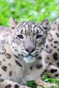 Preview wallpaper snow leopard, predator, animal, spots, fur, glance