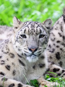 Preview wallpaper snow leopard, predator, animal, spots, fur, glance