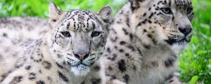 Preview wallpaper snow leopard, predator, animal, spots, fur, glance