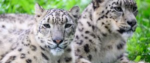 Preview wallpaper snow leopard, predator, animal, spots, fur, glance