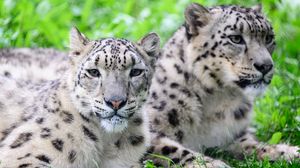 Preview wallpaper snow leopard, predator, animal, spots, fur, glance