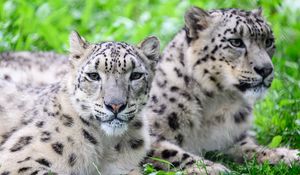 Preview wallpaper snow leopard, predator, animal, spots, fur, glance