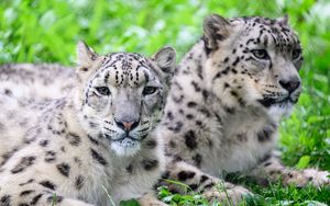 Preview wallpaper snow leopard, predator, animal, spots, fur, glance