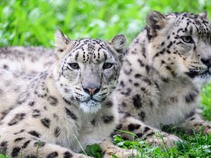 Preview wallpaper snow leopard, predator, animal, spots, fur, glance