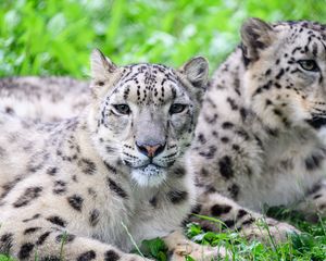 Preview wallpaper snow leopard, predator, animal, spots, fur, glance