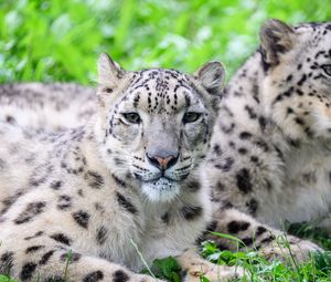Preview wallpaper snow leopard, predator, animal, spots, fur, glance