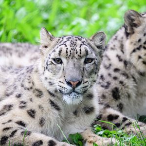 Preview wallpaper snow leopard, predator, animal, spots, fur, glance